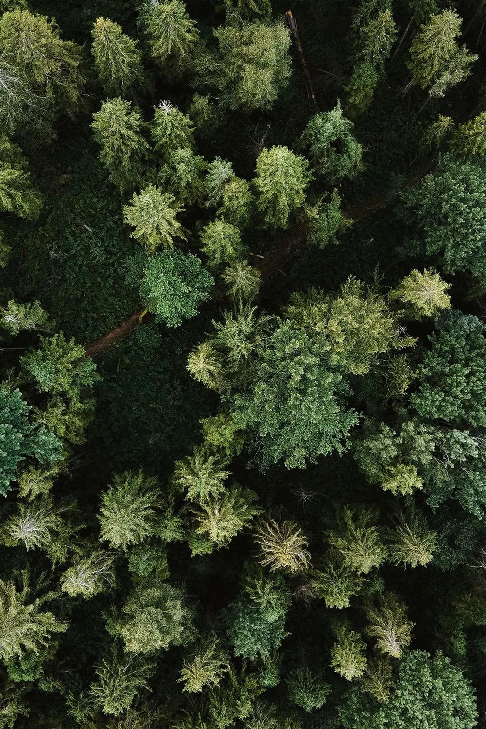 Vue aérienne d’une forêt verdoyante