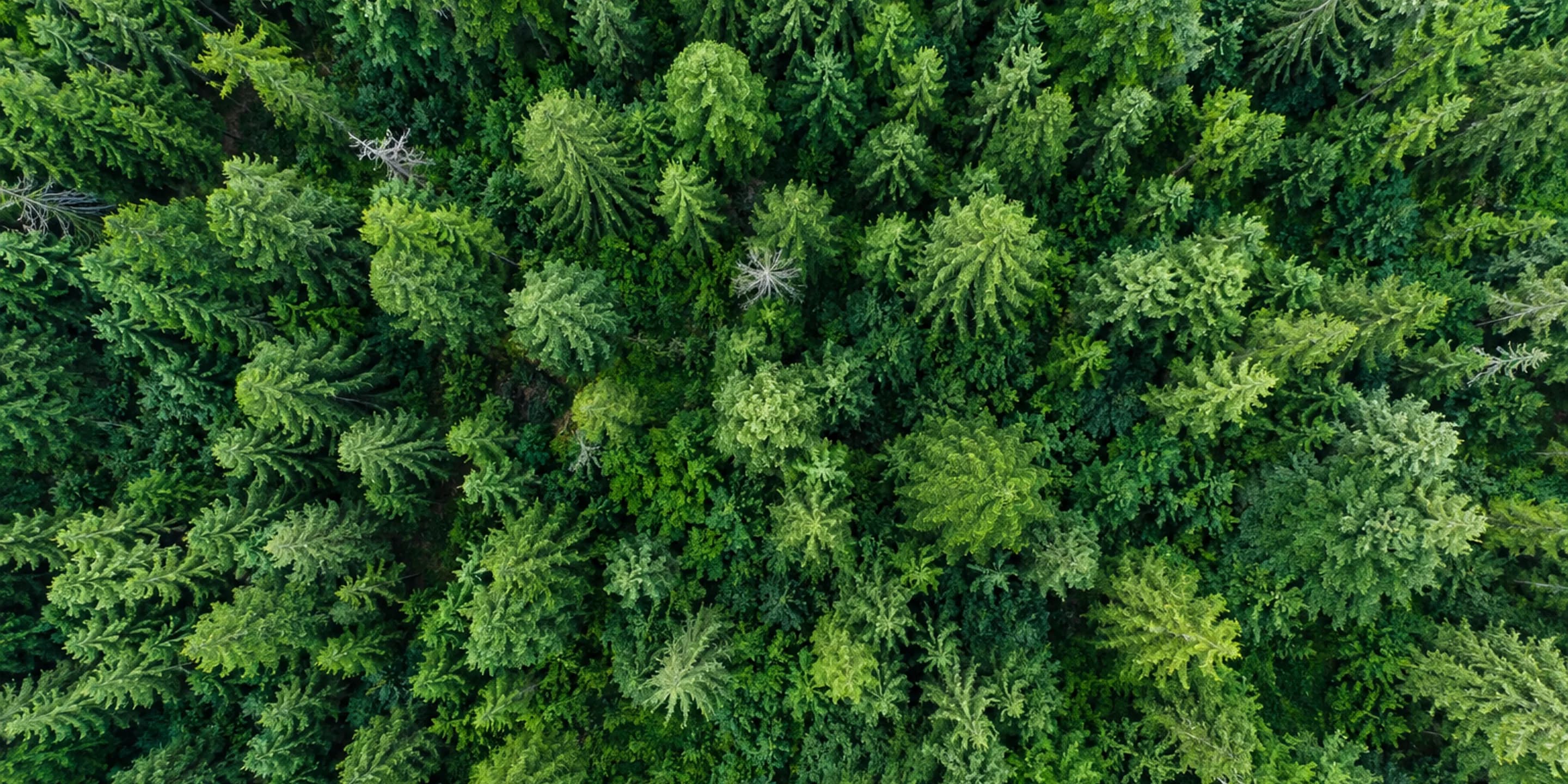 Vue aérienne d’une forêt verdoyante